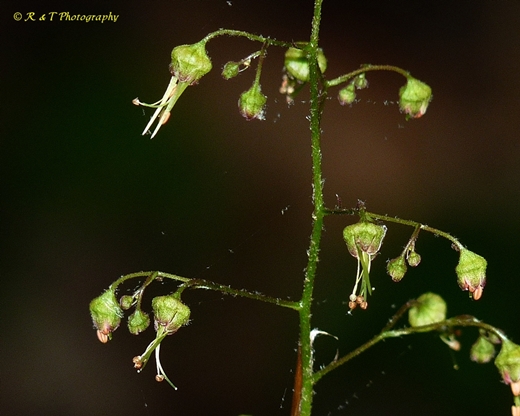 {Heuchera americana}